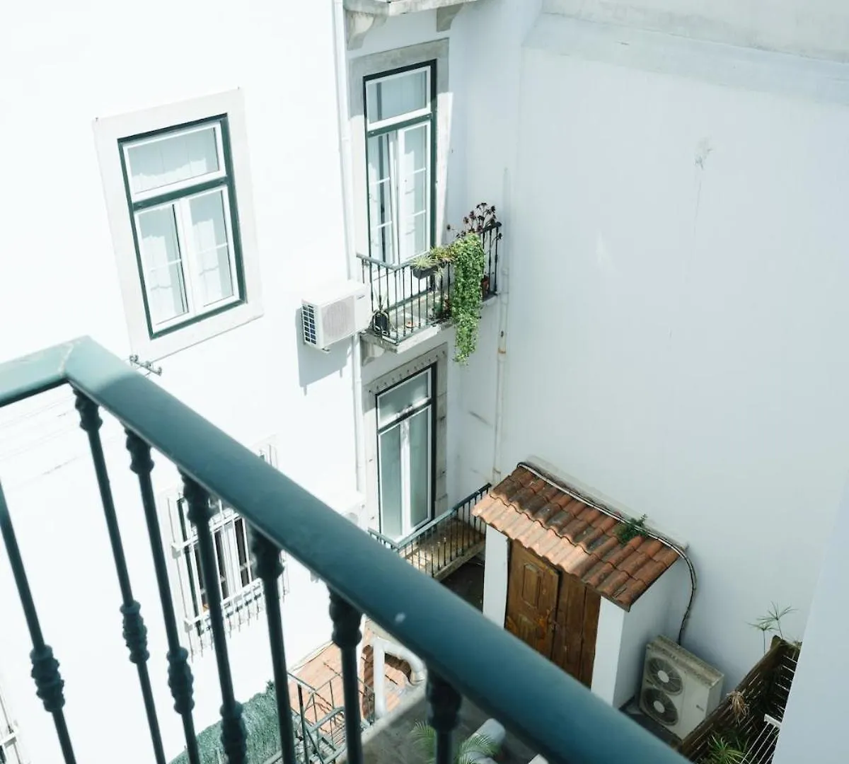 The Marigold Flower Of Lisbon